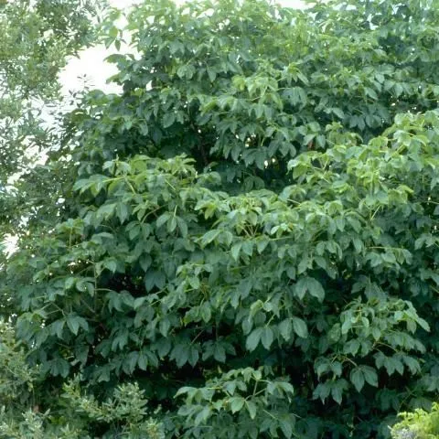 thumbnail for publication: Pterostyrax hispida: Fragrant Epaulette Tree